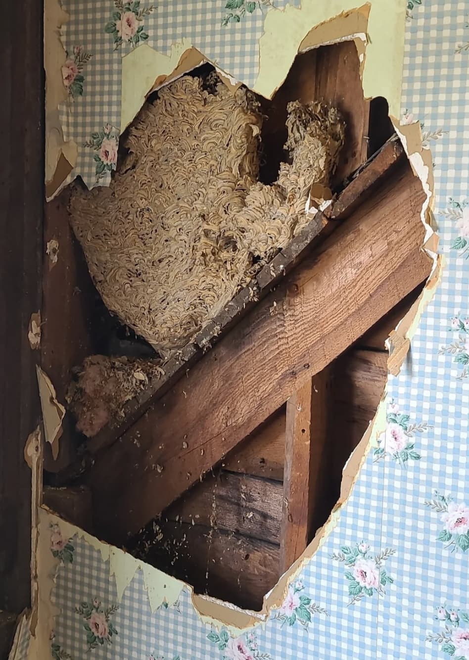 “Wasp nest found in the wall last weekend during a remodel.”